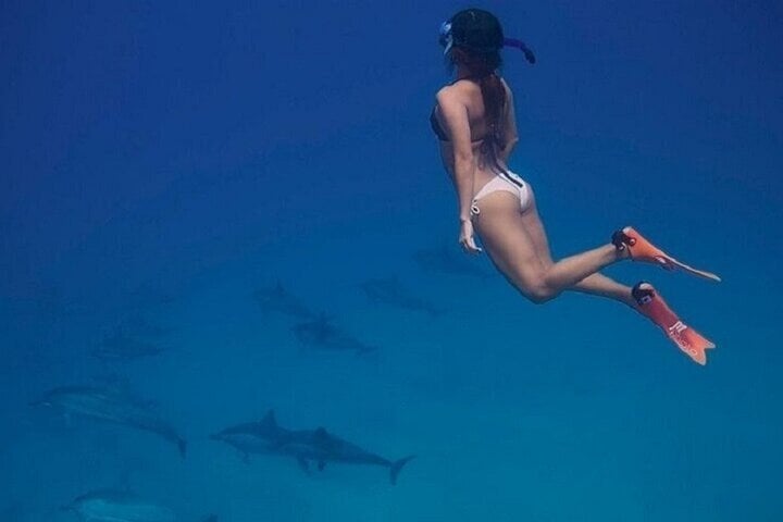 Swim with Dolphins Sea Trip Adventure with Lunch : Marsa Alam