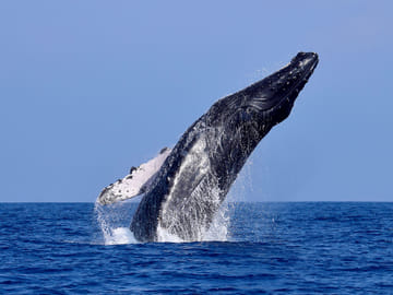 Whale Watching Expedition in Tumbes, Peru