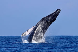 Tum-02 : Whale Watching - Majestic Whales Expedition