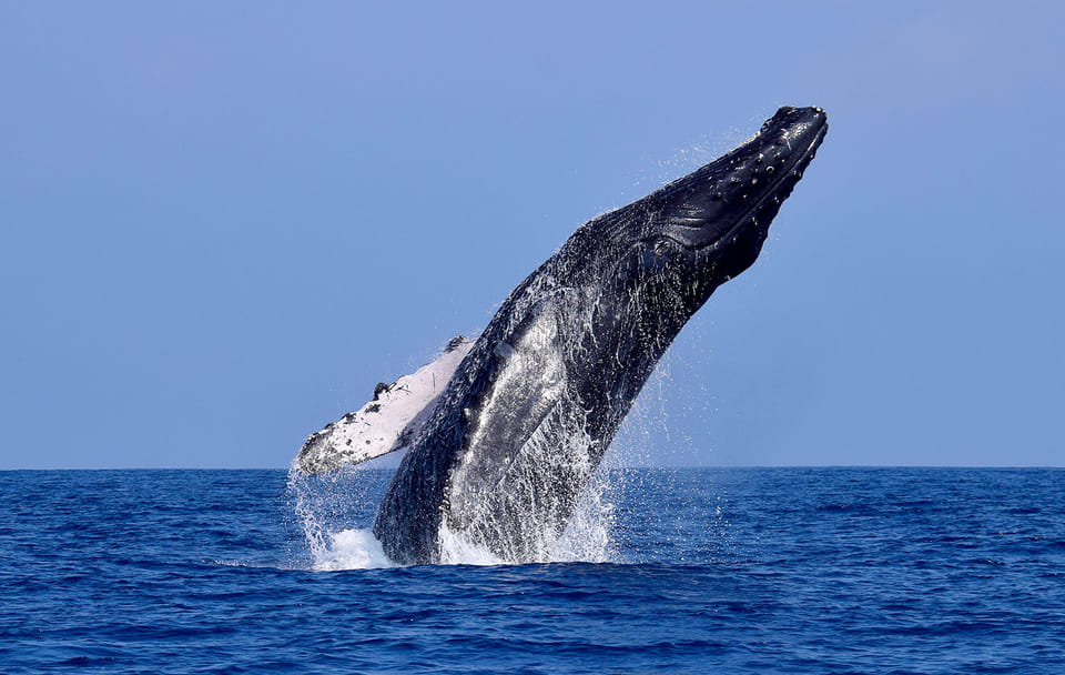 Whale Watching Expedition in Tumbes, Peru