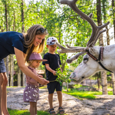 BOOKING REGISTRATION of Free Pass to Santa Claus Reindeer (1st of June!)