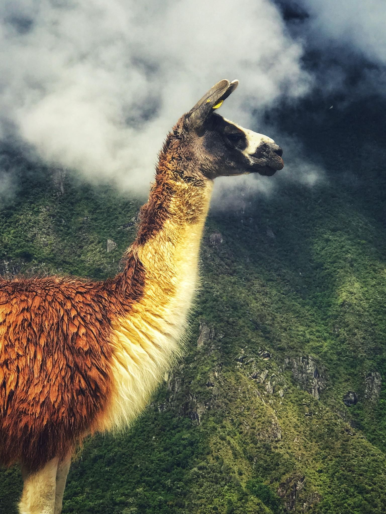 Llama en Machu Picchu