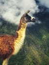 Llama in Machu Picchu