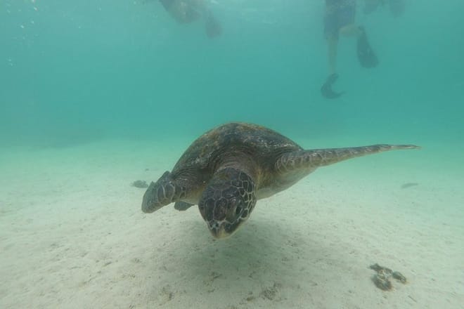 Galapagos Turtle