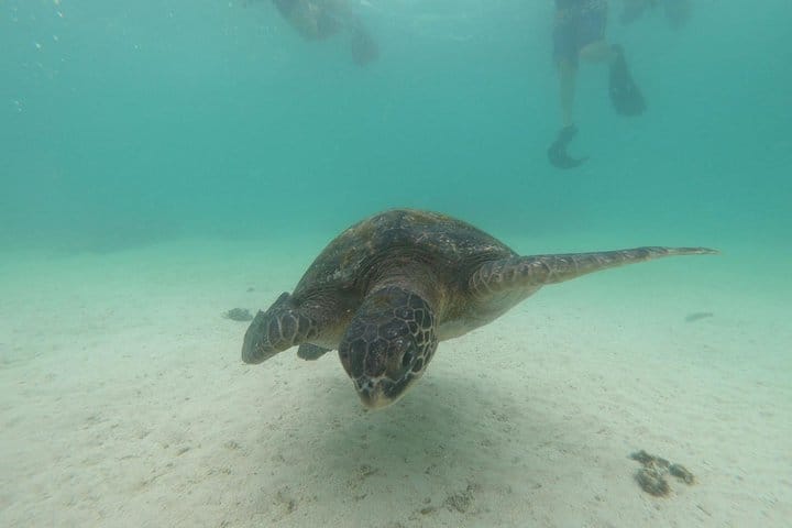 Galapagos Turtle