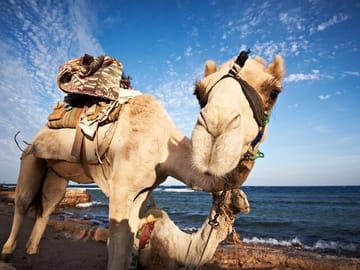 Jeep Adventure and Snorkeling at Canyon Salama and Dahab