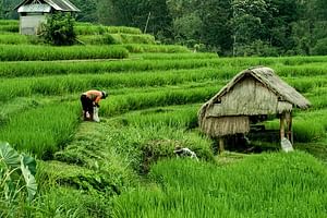 Pure Bali Village Experience & Cooking - Jamu Class - VIP Transfer