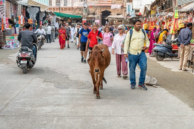 Our Guest Visit Pushkar Street with Our Guide