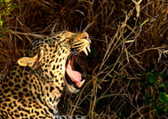 Hluhluwe Imfolozi Safari and DumaZulu Cultural Village Day Tour 7