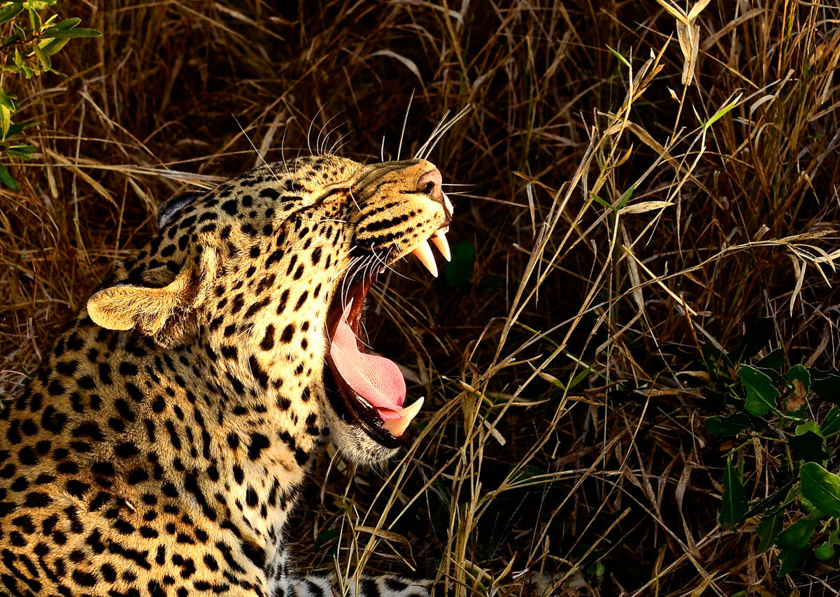 Hluhluwe Imfolozi Safari and DumaZulu Cultural Village Day Tour 7
