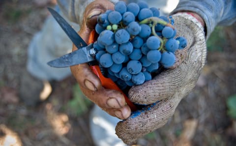 Private Surf and Wine Tour Near Santiago, Chile