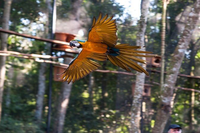 Iguazu Falls Brazilian Side & Bird Park from Puerto Iguazu