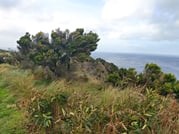 Day Tour to Baías de Agualva 7