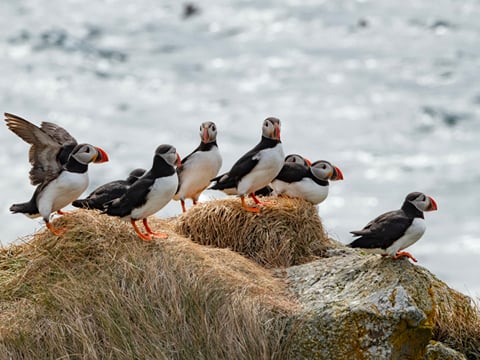 Puffin Party , photo 4