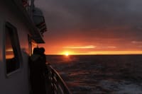 Reykjavík Classic Whales in the Midnight Sun 10