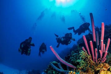 2 Tank Diving and Boat Tour in Coxen Hole, Roatan