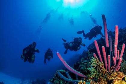 2 Tank Roatan Fun Dive, Boat Sightseeing Tour, including ground transportation