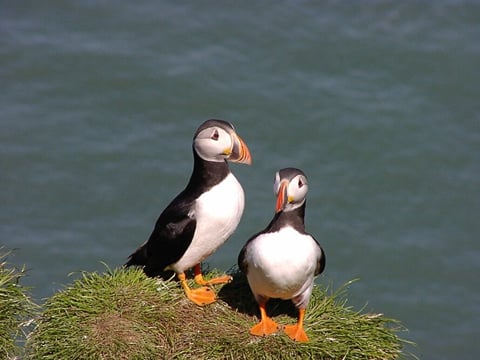 04F - Horses and Puffins , photo 7