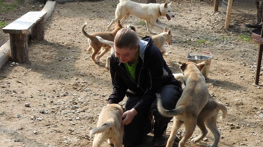 Husky hugging, petting, Husky Park, Siberian Husky, Rovaniemi Lapland