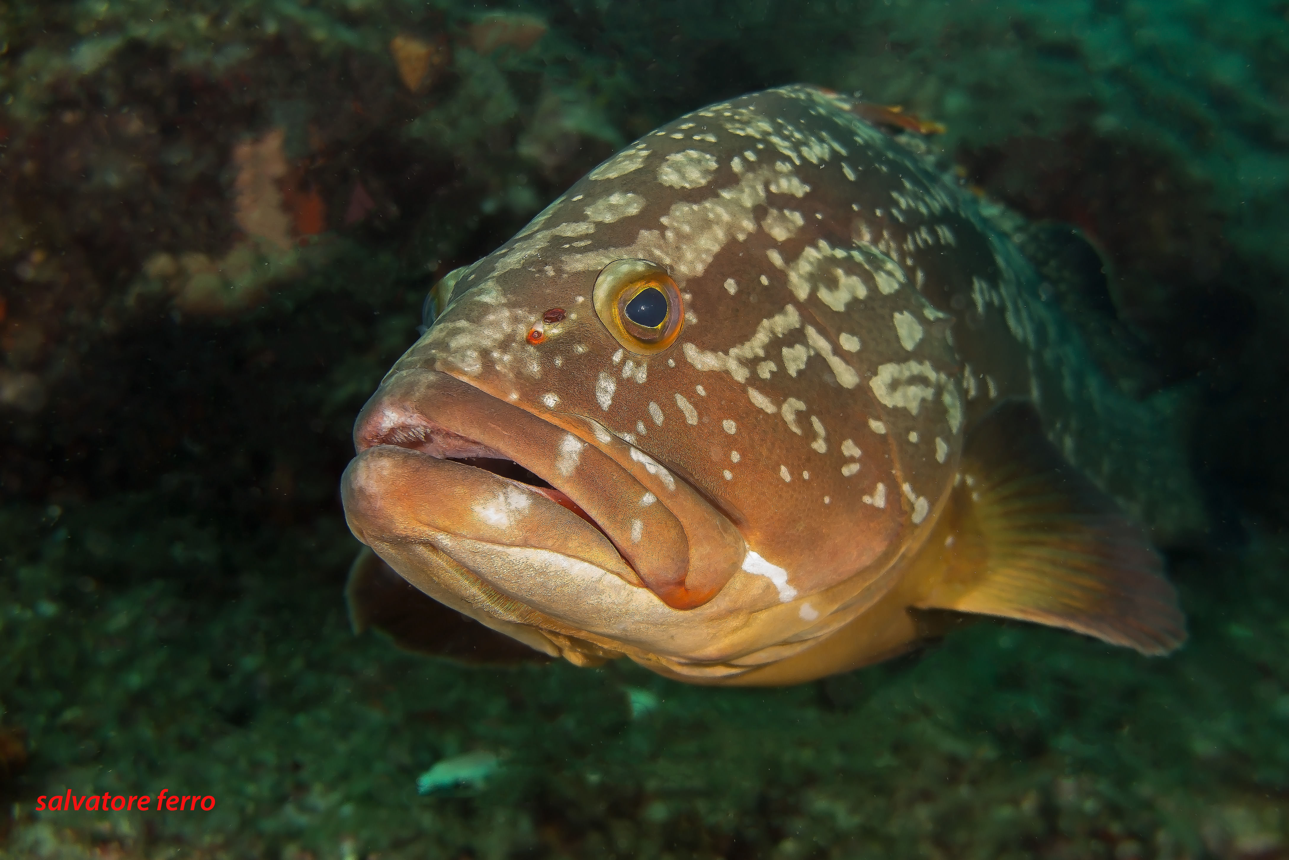 Side photo of a brown grouper.