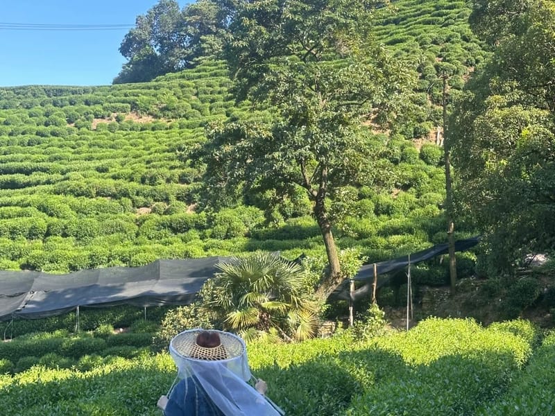 Shanghai: West Lake Hills & Longjing Tea Private Day Trip