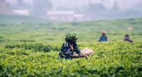 Nuwara Eliya Day Tour from Kandy 6