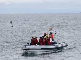 Whales, Puffins & Reykjavík, photo 11