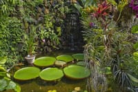 La Mortella Garden - Particular