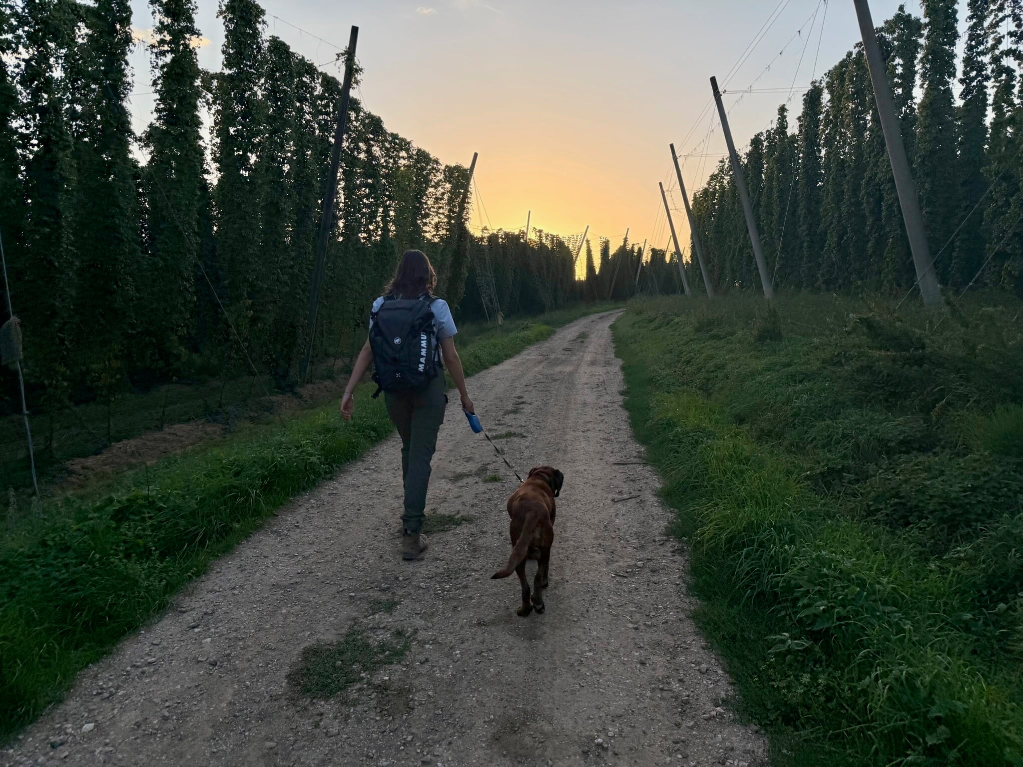 Wandern mit Hund Hallertau