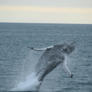 Whales & Puffins 9