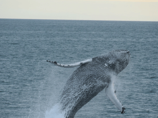 Whales & Puffins, photo 10