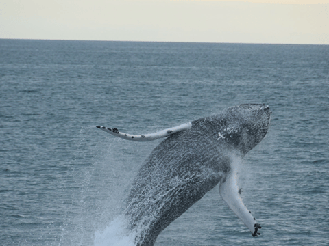 Whales & Puffins, photo 10