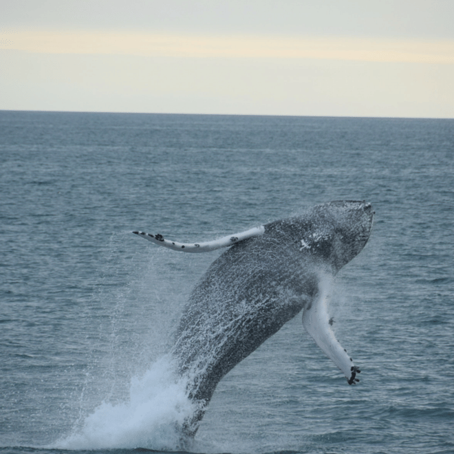 Whales & Puffins 9
