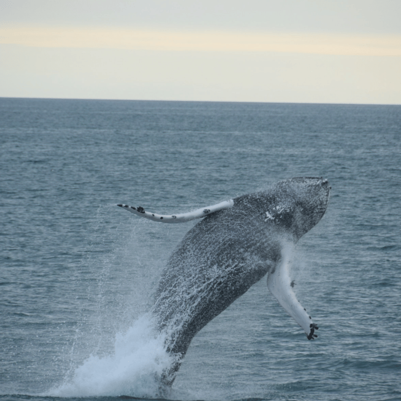 Whales & Puffins 9