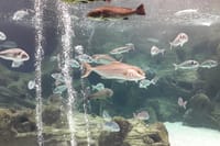 Family Day from Chania: CRETAquarium, Dinosauria Park, Heraklion  8