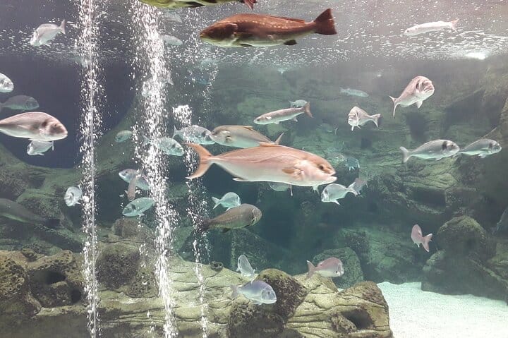 Family Day from Chania: CRETAquarium, Dinosauria Park, Heraklion  8