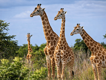 Garamba National Park Savanna Safari Track Kordofan giraffes, elephants, and lions across one of Africa’s oldest parks