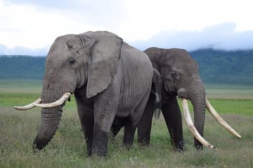 Experience Tanzania and Zanzibar with 15 Days Private Tour