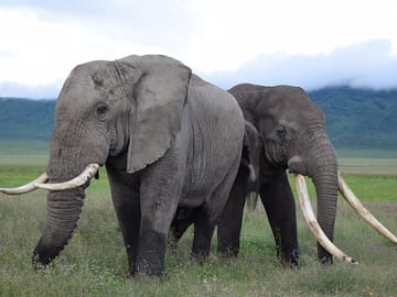 15-Day Private Adventure Tour of Tanzania and Zanzibar