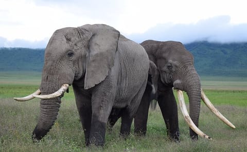 15-Day Private Adventure Tour of Tanzania and Zanzibar