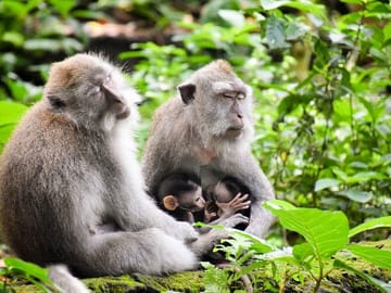 ubud sacred monkey forest