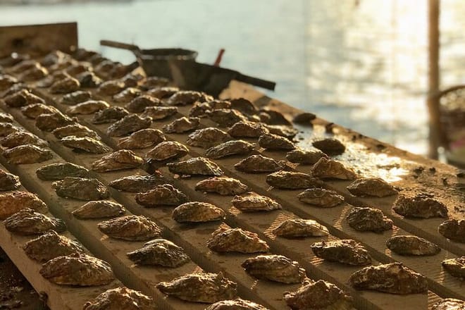 Oyster farm and oyster tasting