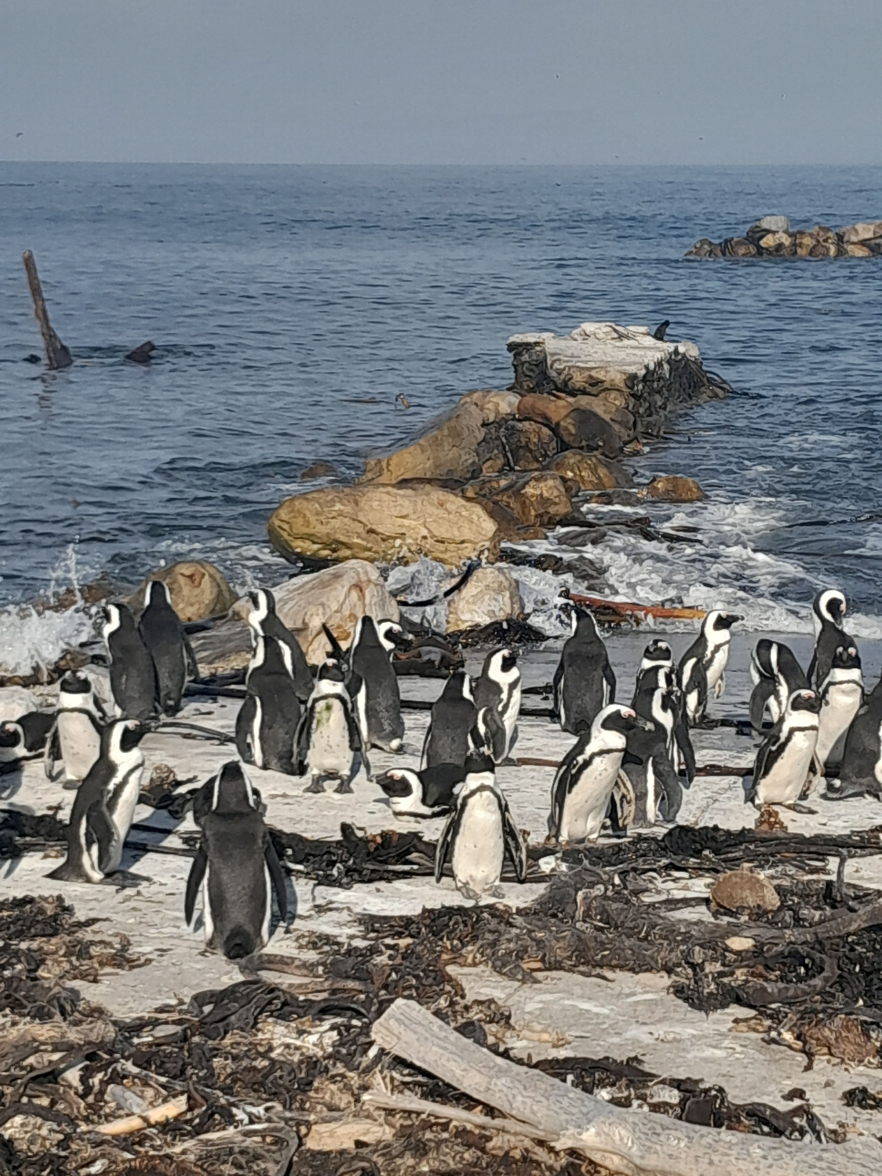 Cape of Good Hope & Penguins small Groupe tour from Cape town
