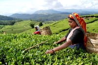 Heeloya Village Tour from Kandy 2