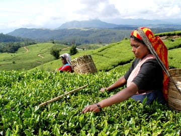 Heeloya Village Cultural Experience Tour from Kandy