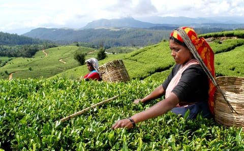 Heeloya Village Cultural Experience Tour from Kandy