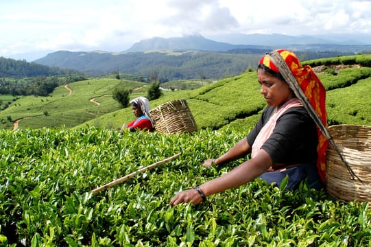 Heeloya Village Tour from Kandy