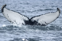 Akureyri Classic Whale Watching 7