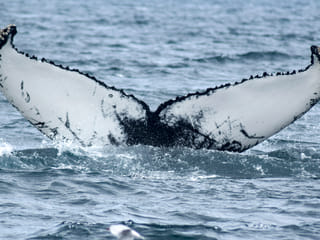 Akureyri Classic Whale Watching, photo 8