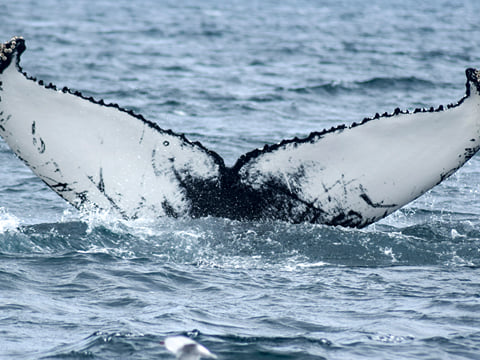 Akureyri Classic Whale Watching, photo 8